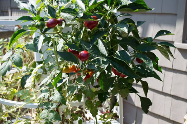 Cherry-Peppers-plant